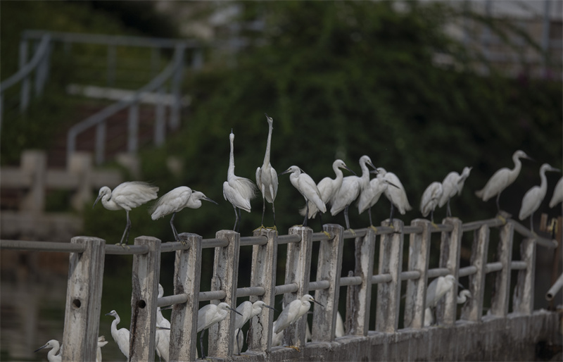 Xiamen: garças-brancas voam no Lago Yundang