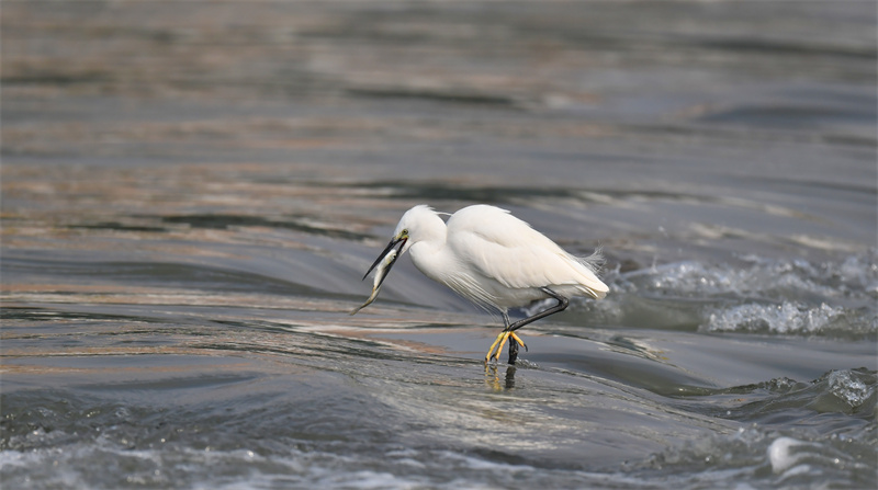 Xiamen: garças-brancas voam no Lago Yundang