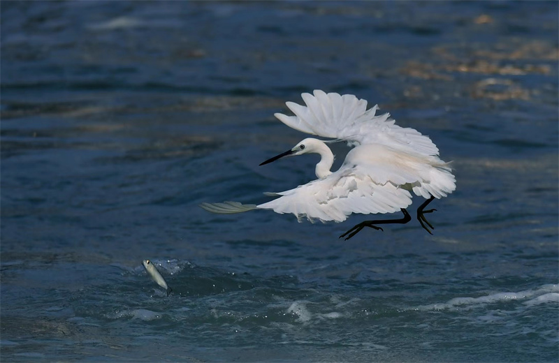 Xiamen: garças-brancas voam no Lago Yundang