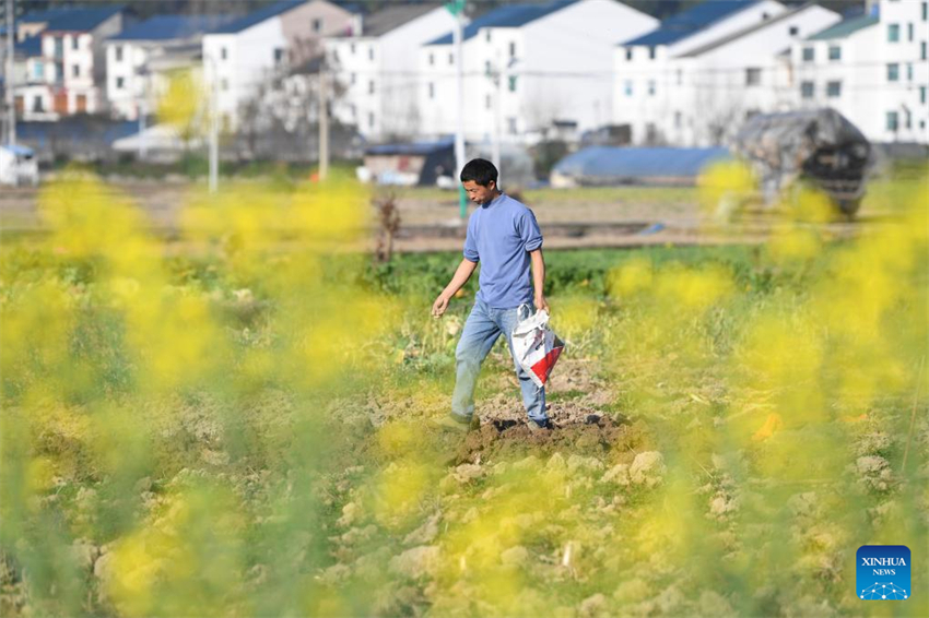 Agricultores de toda a China atarefados em período fértil do calendário lunar