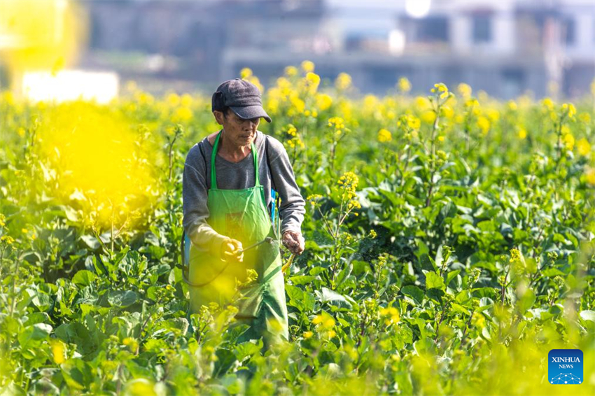 Agricultores de toda a China atarefados em período fértil do calendário lunar