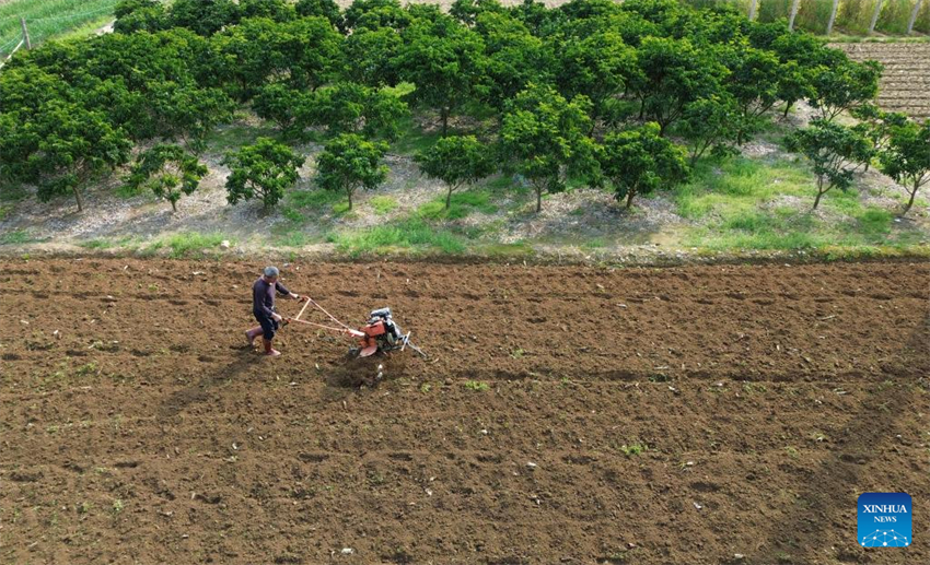 Agricultores de toda a China atarefados em período fértil do calendário lunar