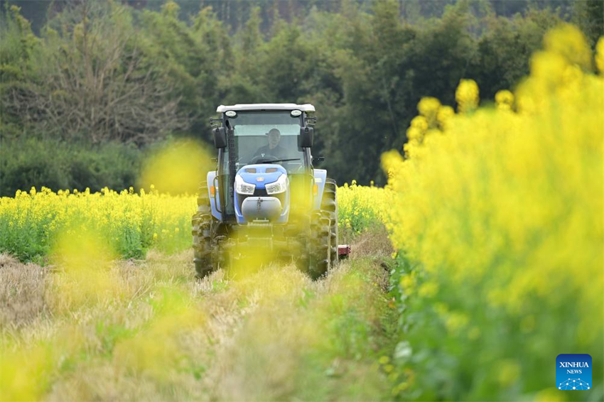 Agricultores de toda a China atarefados em período fértil do calendário lunar