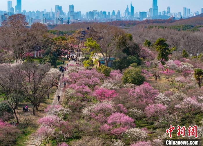 Galeria: montanha Meihua repleta de flores da primavera