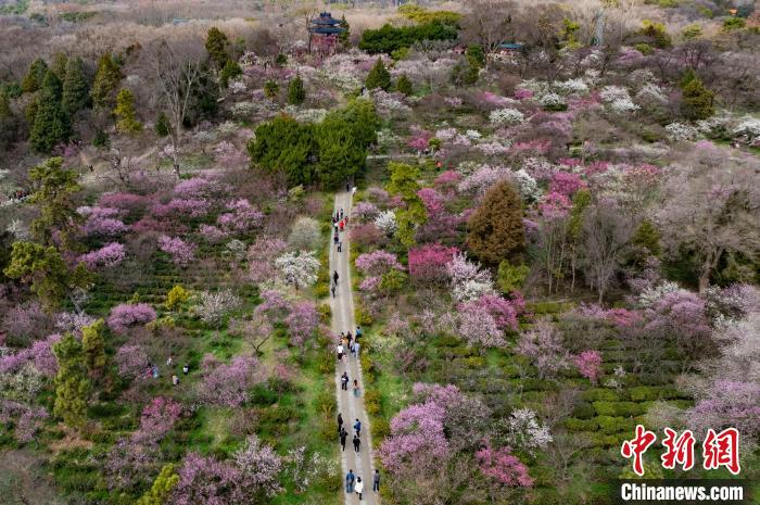 Galeria: montanha Meihua repleta de flores da primavera