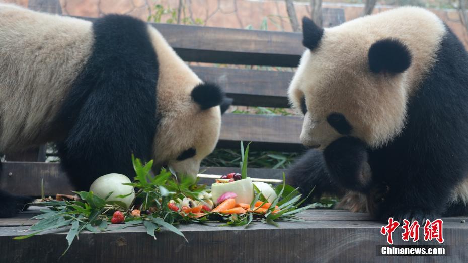 Tratadores preparam “yuanxiao” para pandas gigantes no Festival das Laternas, no sudoeste da China