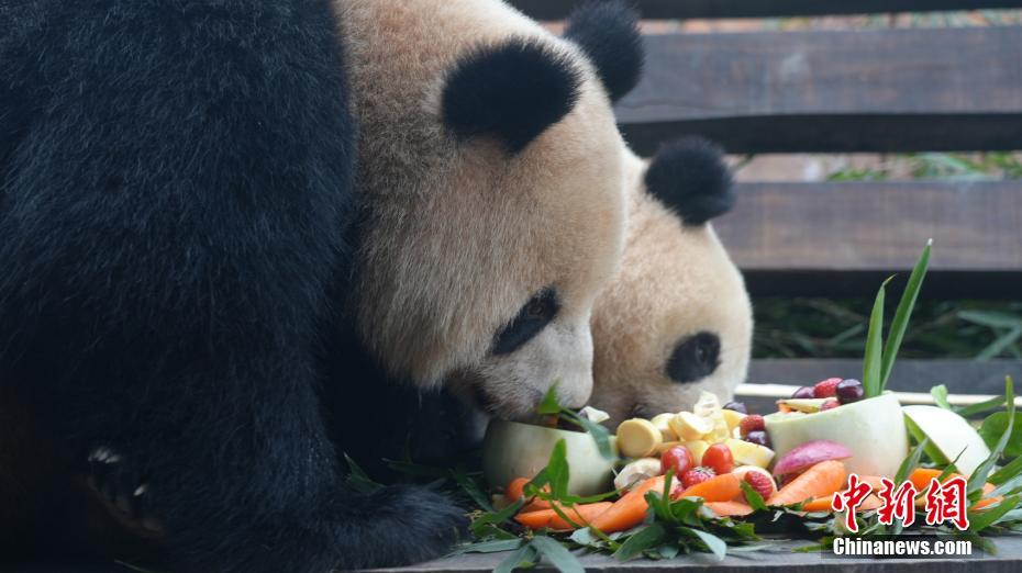 Tratadores preparam “yuanxiao” para pandas gigantes no Festival das Laternas, no sudoeste da China