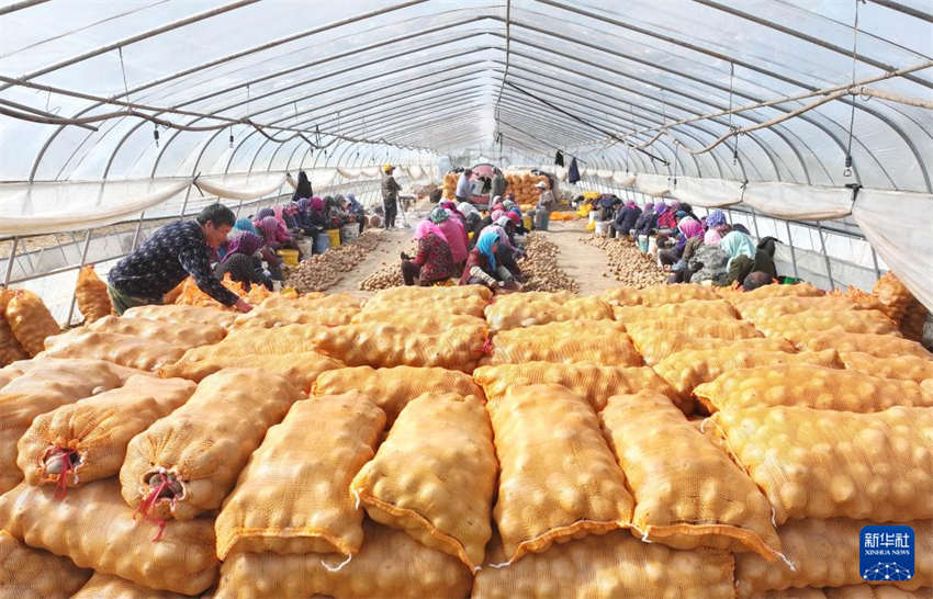 Galeria: agricultores de Hebei atarefados com época de semeadura da primavera