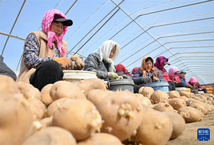 Galeria: agricultores de Hebei atarefados com época de semeadura da primavera