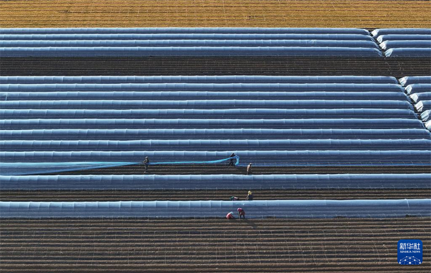 Galeria: agricultores de Hebei atarefados com época de semeadura da primavera