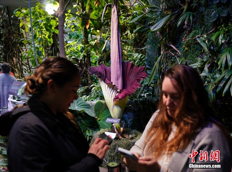 Galeria: Jarro-titã floresce no Museu de Ciências da Califórnia