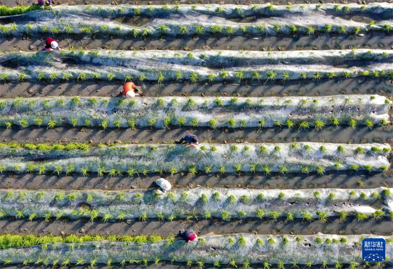 Agricultores trabalham arduamente durante o termo solar “Jing Zhe”