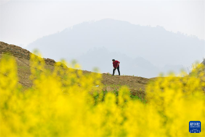 Agricultores trabalham arduamente durante o termo solar “Jing Zhe”