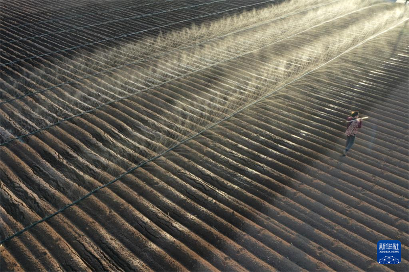 Agricultores trabalham arduamente durante o termo solar “Jing Zhe”