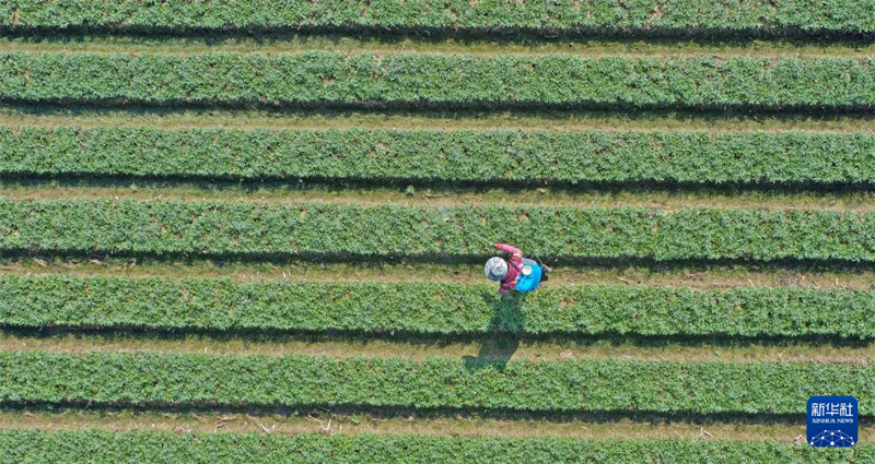 Agricultores trabalham arduamente durante o termo solar “Jing Zhe”