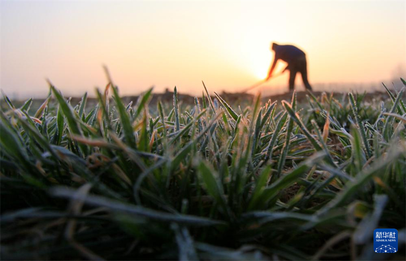 Agricultores trabalham arduamente durante o termo solar “Jing Zhe”