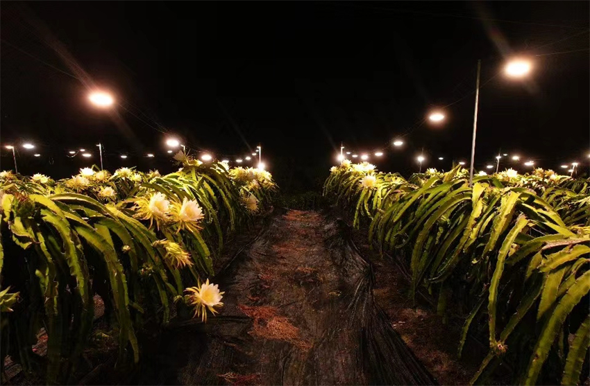 Galeria: florescimento exuberante de pitaia forma “mar de estrelas de luz” em Hainan