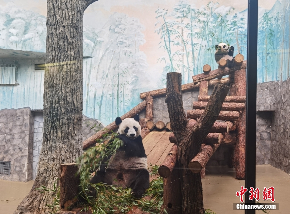 Primeiro panda gigante nascido na Rússia 