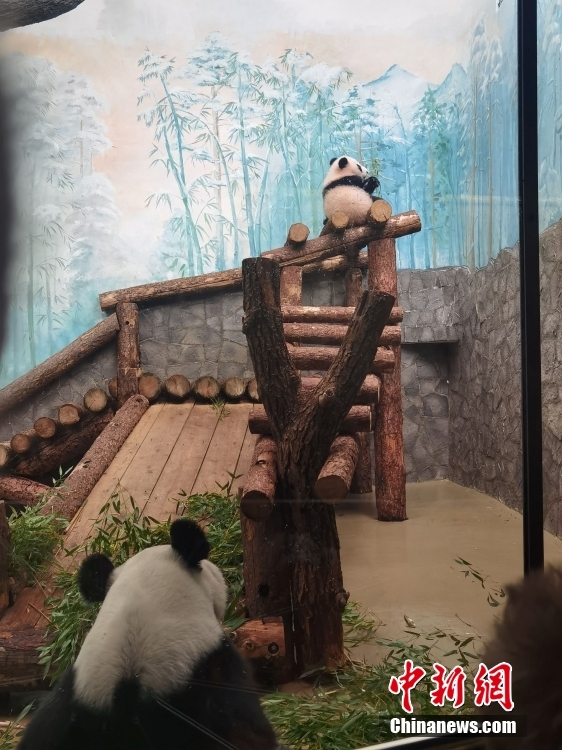 Primeiro panda gigante nascido na Rússia 