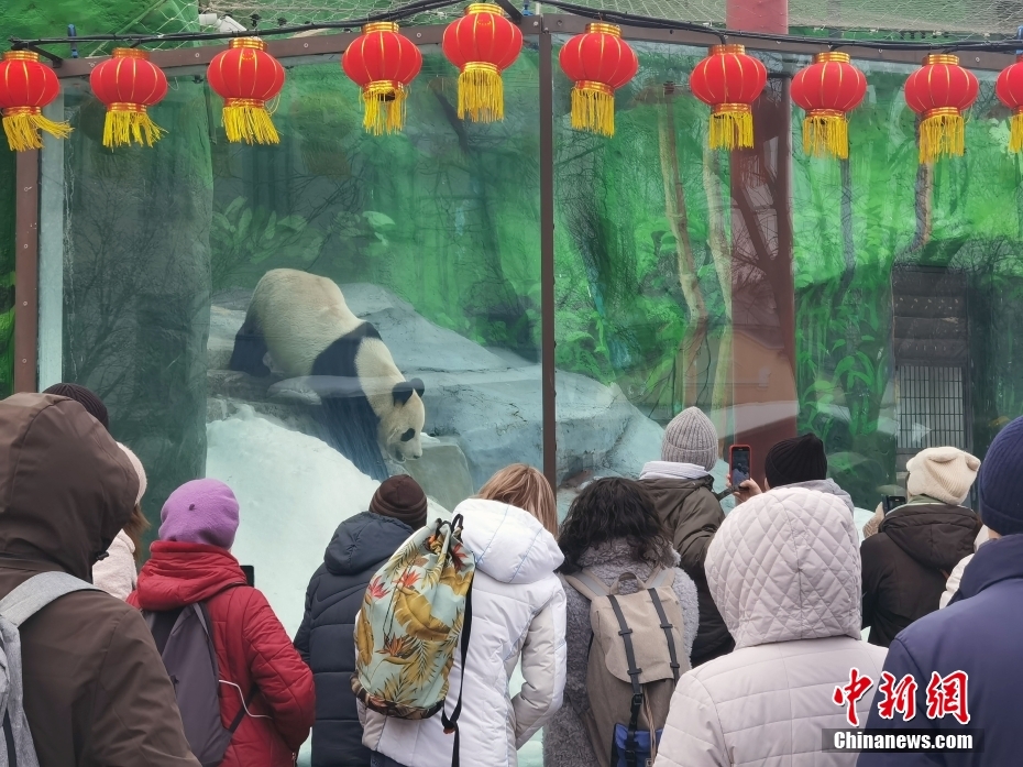 Primeiro panda gigante nascido na Rússia 