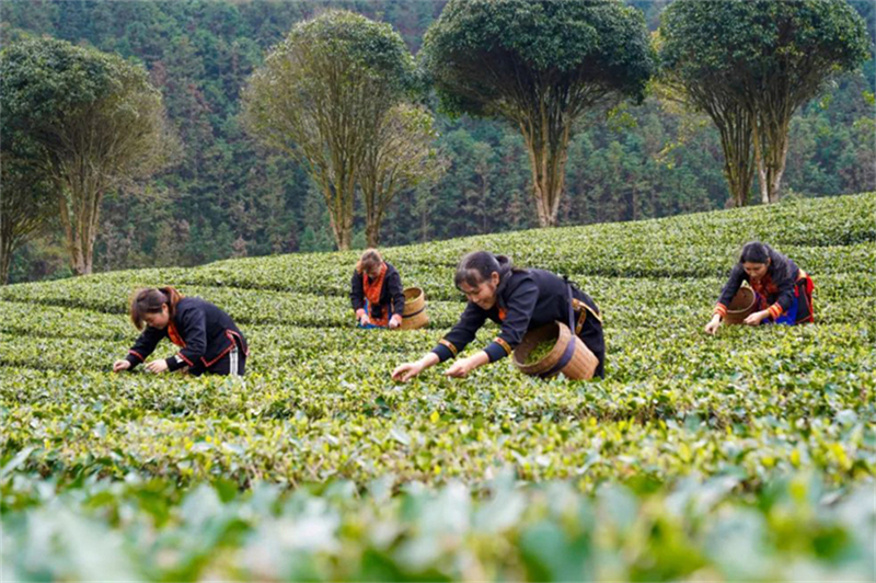 Agricultores de Guangxi se ocupam da colheita de chá