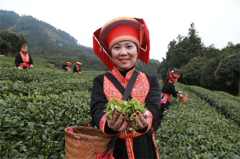 Agricultores de Guangxi se ocupam da colheita de chá