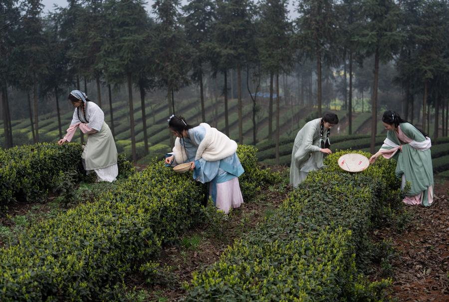 Sichuan: indústria do chá beneficia comunidades e empresas em Luzhou