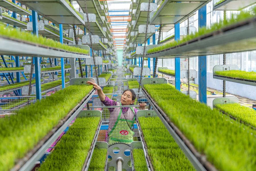 Uma trabalhadora verifica o crescimento de mudas numa base inteligente de reprodução de mudas na vila de Shuangxing, na cidade de Xianlong, Chongqing, sudoeste da China, em 12 de março de 2024. 