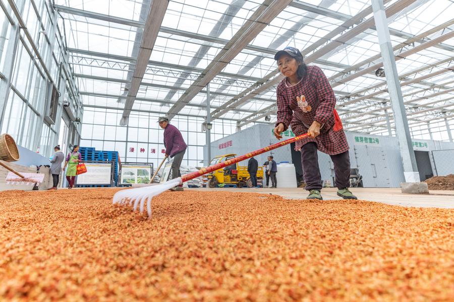 Base inteligente de cultivo de mudas aumenta eficiência agrícola na primavera em Chongqing