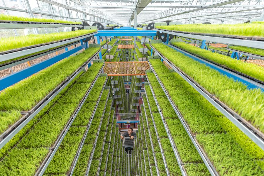 Base inteligente de cultivo de mudas aumenta eficiência agrícola na primavera em Chongqing