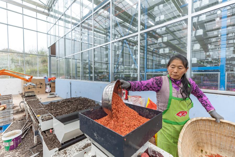 Base inteligente de cultivo de mudas aumenta eficiência agrícola na primavera em Chongqing