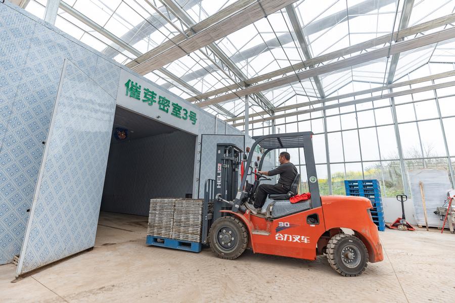 Base inteligente de cultivo de mudas aumenta eficiência agrícola na primavera em Chongqing