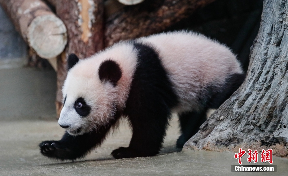 Galeria: panda gigante nascida na Rússia, 