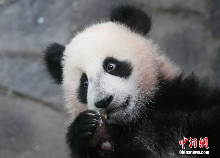 Galeria: panda gigante nascida na Rússia, 