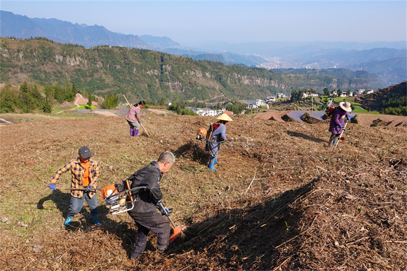 Agricultores de Gulin estão ocupados com plantio da primavera, no sudoeste da China