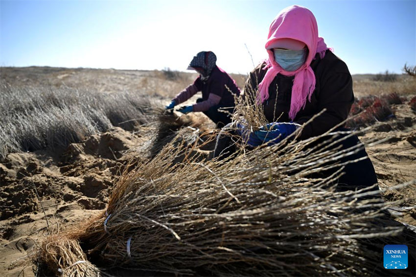 Pessoas lutam contra a desertificação em Ningxia, noroeste da China