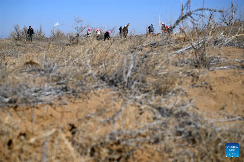 Pessoas lutam contra a desertificação em Ningxia, noroeste da China