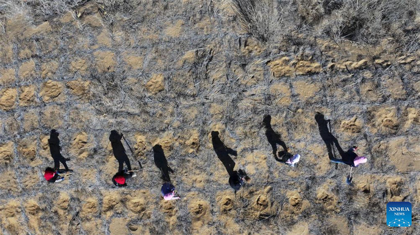 Pessoas lutam contra a desertificação em Ningxia, noroeste da China