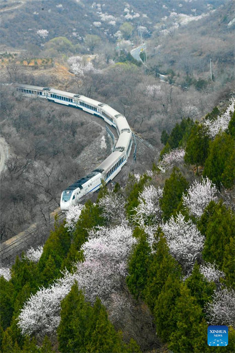 Galeria: trem corre em meio a flores perto da seção Juyongguan da Grande Muralha