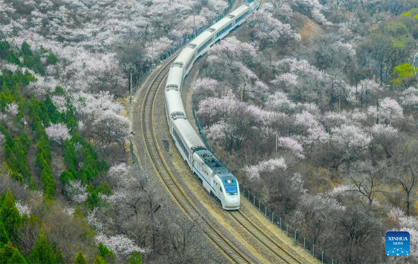 Galeria: trem corre em meio a flores perto da seção Juyongguan da Grande Muralha