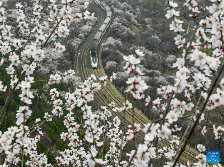 Galeria: trem corre em meio a flores perto da seção Juyongguan da Grande Muralha