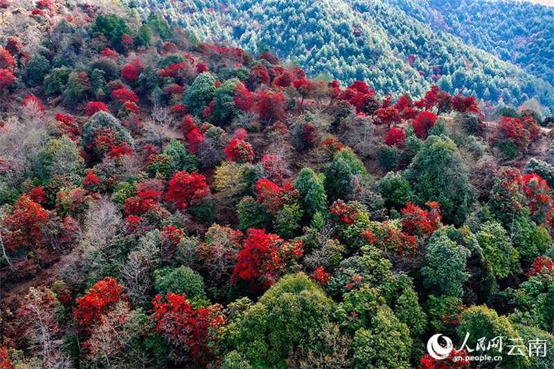 Galeria: flores de azaleia desabrocham no sudoeste da China