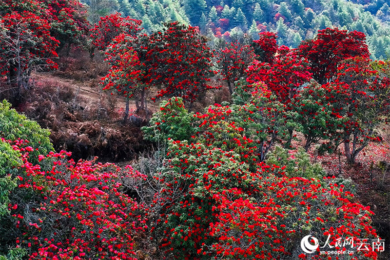Galeria: flores de azaleia desabrocham no sudoeste da China