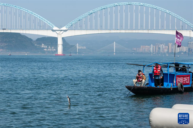 Mais de 200 mil esturjões chineses são devolvidos ao rio Yangtze