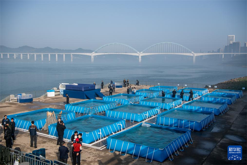 Mais de 200 mil esturjões chineses são devolvidos ao rio Yangtze