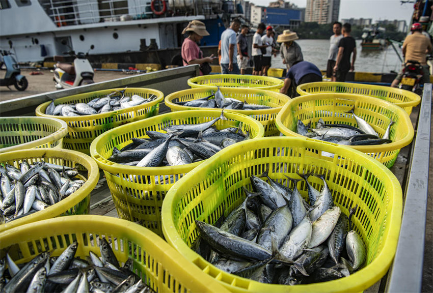 Hainan: pescadores de Qionghai iniciam temporada de pescas