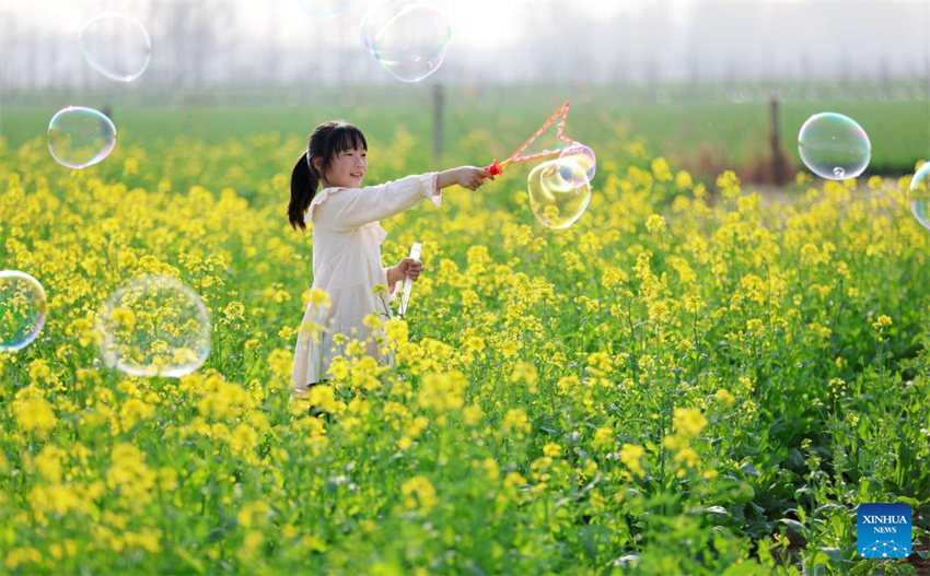 Galeria: Flores florescem em toda a China na primavera