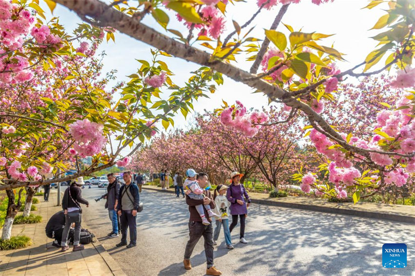 Galeria: Flores florescem em toda a China na primavera