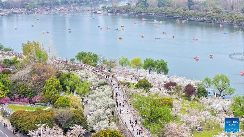 Galeria: Flores florescem em toda a China na primavera