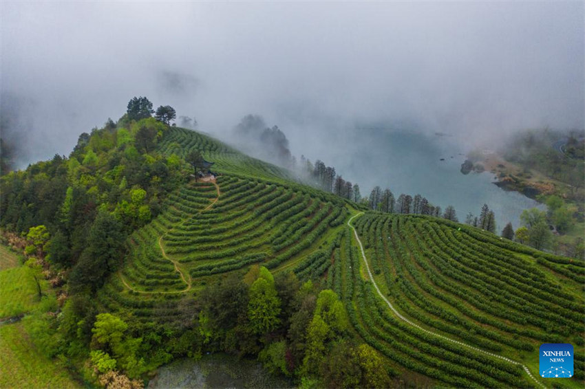 Zhejiang: indústria de chá Juyan registra crescimento sustentado